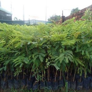 Hạt giống cây giống Lim xẹt