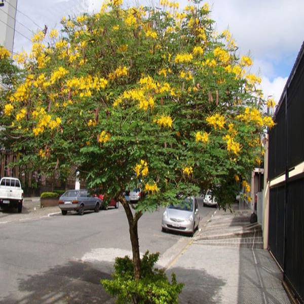 Cây hoa lim xẹt cho bóng mát