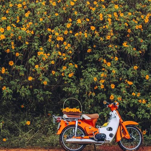 Checkin với hoa dã quỳ