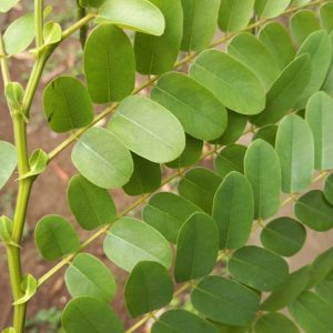 Cây giống ô môi