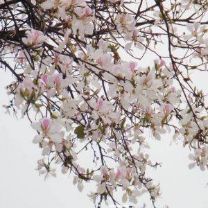 Hạt giống cây giống ban trắng