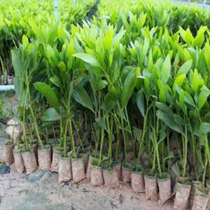 Cây giống keo tai tượng