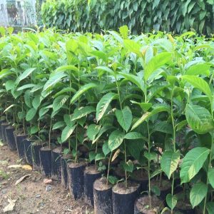 Hạt giống cây giống bằng lăng