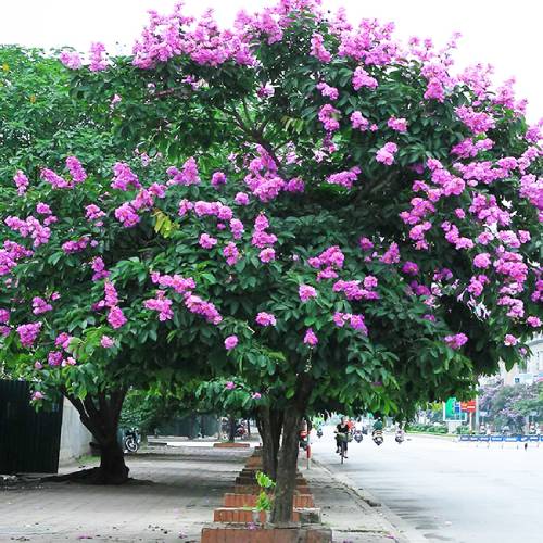 Cây bằng lăng có nhiều ứng dụng