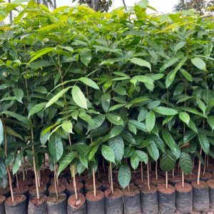 Cây giống lát hoa (kèm hạt giống)