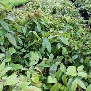 Hạt giống cây giống chò chỉ