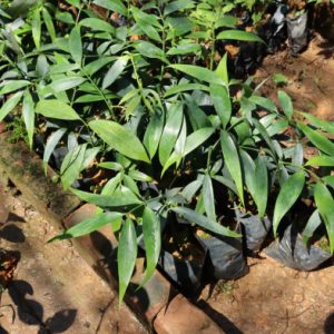 Cây giống kim giao