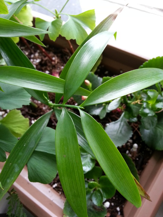 Cây Giống Kim Giao