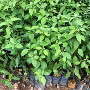 Cây giống long não