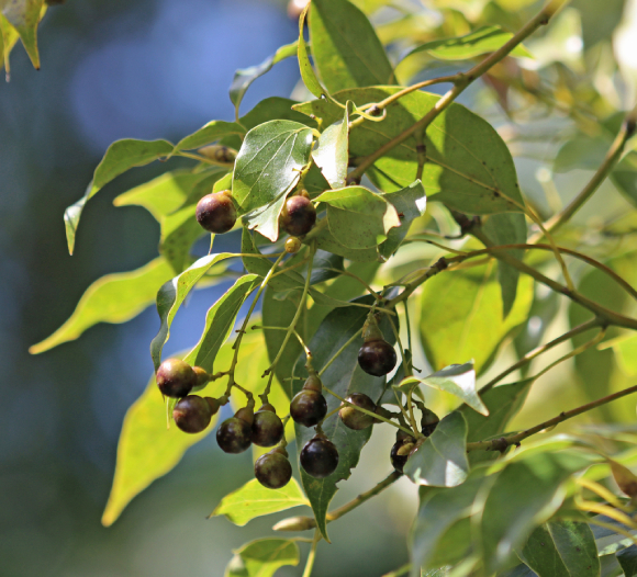 Long Não 7