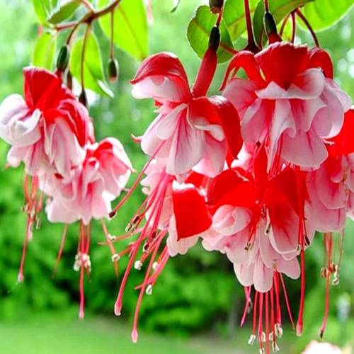 Hoa lồng đèn rủ