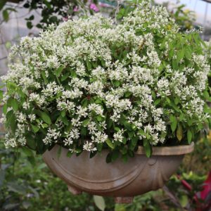 Chậu cảnh hoa bông tuyết (tuyết cầu)