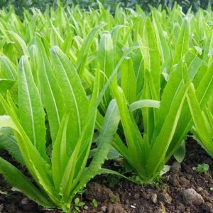 Hạt giống rau diếp thơm ( VA.285 ) – Việt Á High Quality Seeds