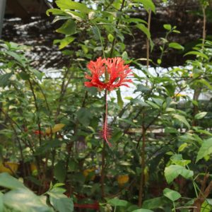 Hoa dâm bụt rìa (dâm bụt lồng đèn, dâm bụt lông vũ)