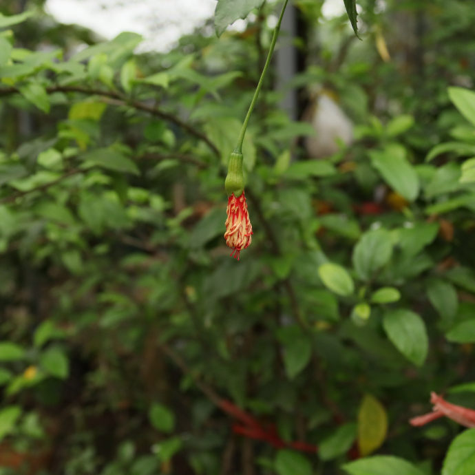 Dâm Bụt Rìa 3