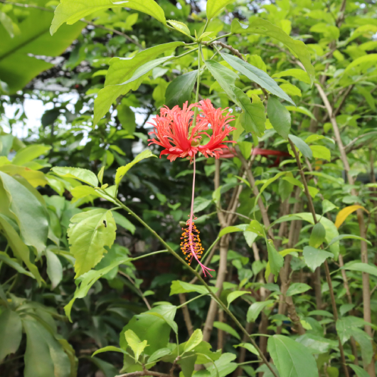 Dâm Bụt Rìa 4