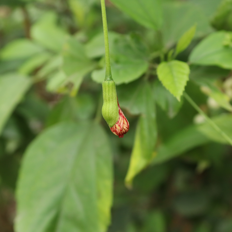 Dâm Bụt Rìa 2