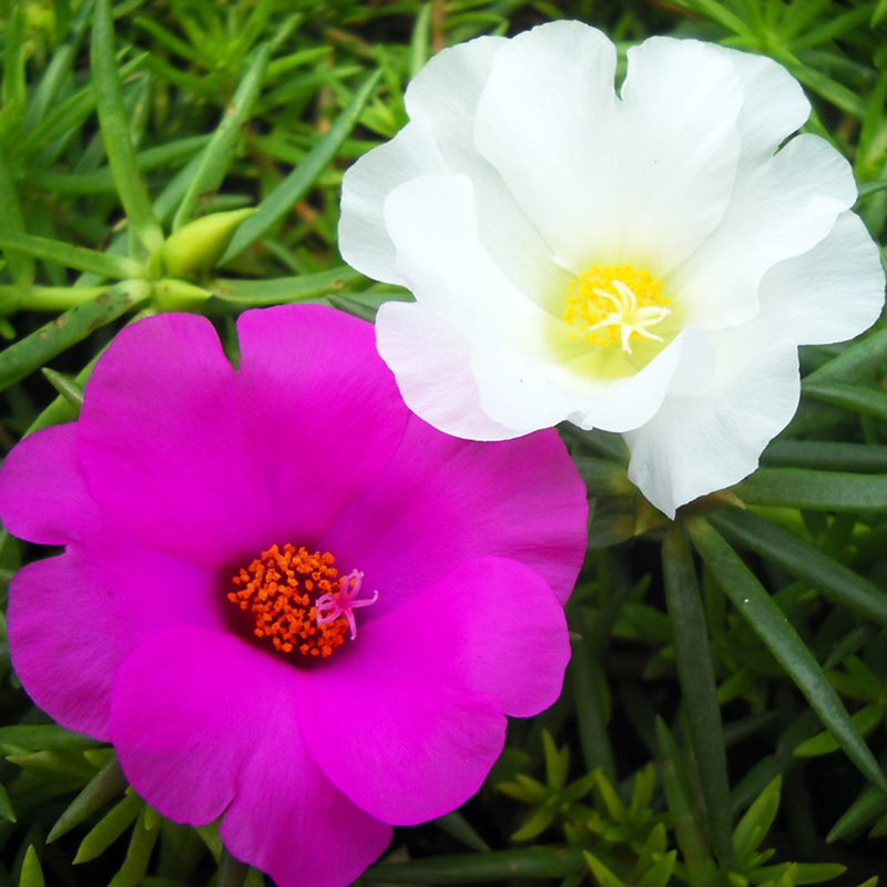 Mười Giờ Mỹ 1