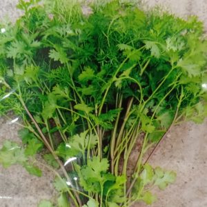 Hạt giống rau mùi ta – chịu nhiệt ( 1 gói/20 gram hạt ) – High Quality Seeds