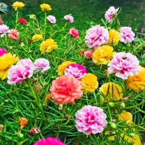 Hoa mười giờ Thái mix màu