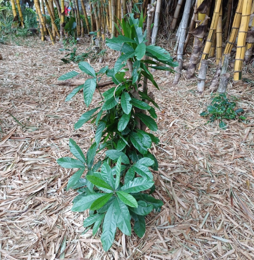 Bời Lời 3
