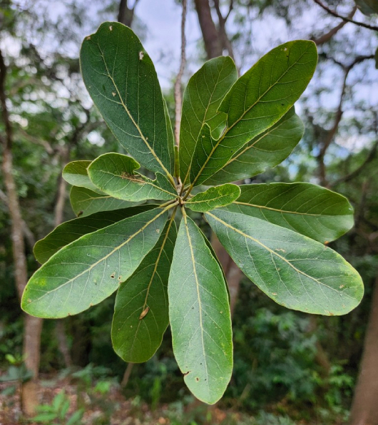 Bời Lời 2