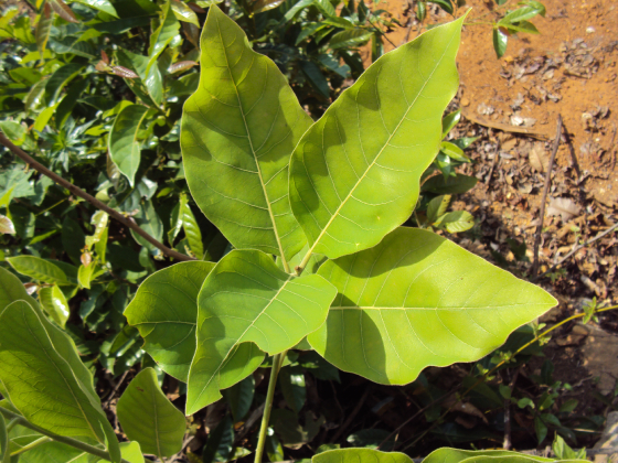 Bời Lời 1