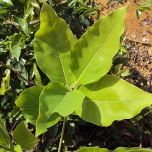 Cây giống bời lời