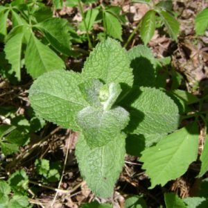 Cây bạc hà táo (bạc hà dứa, apple mint)