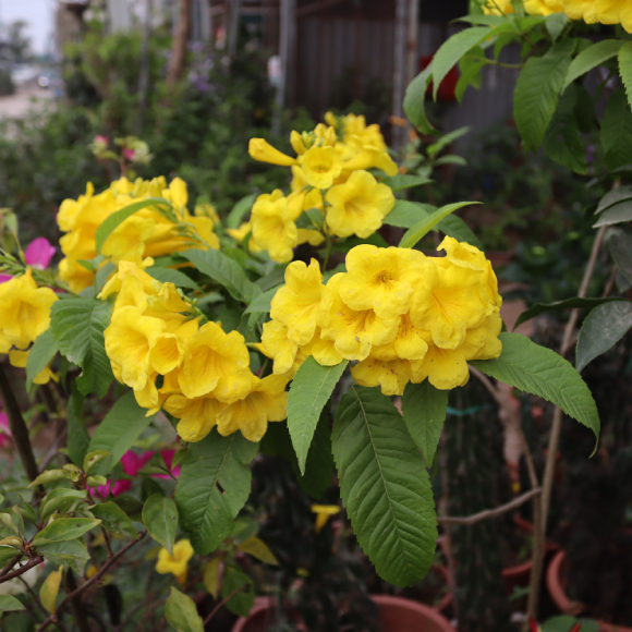 Chuông Vàng 5