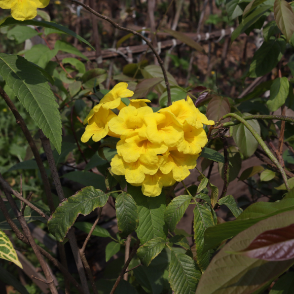Chuông Vàng 7