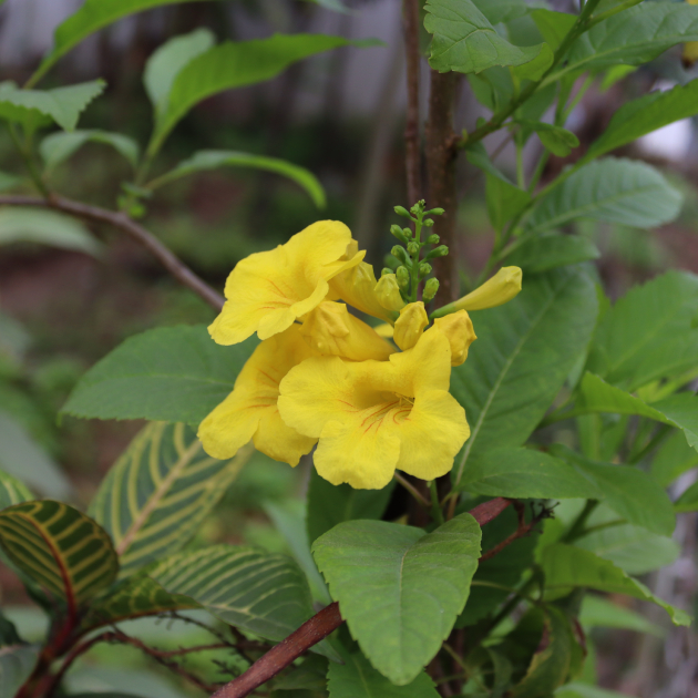 Chuông Vàng 4
