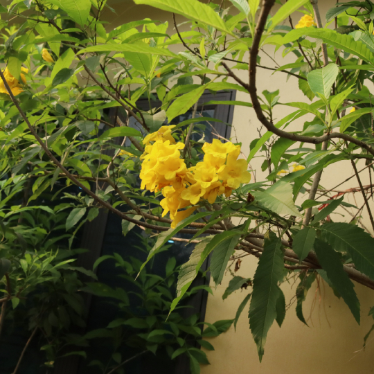 Chuông Vàng 9