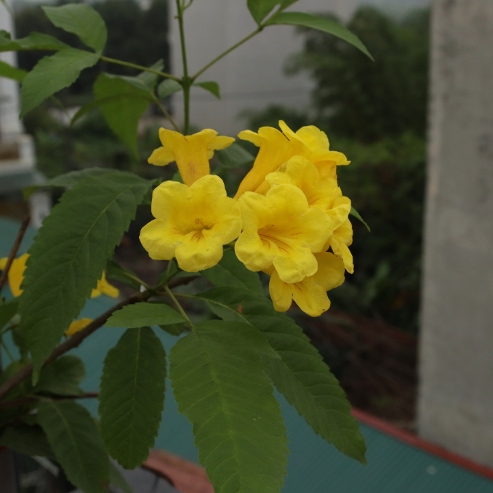 Chuông Vàng 8