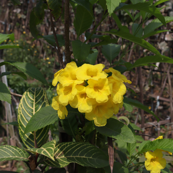 Chuông Vàng 6