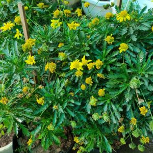 Cây hoa cúc thân gỗ