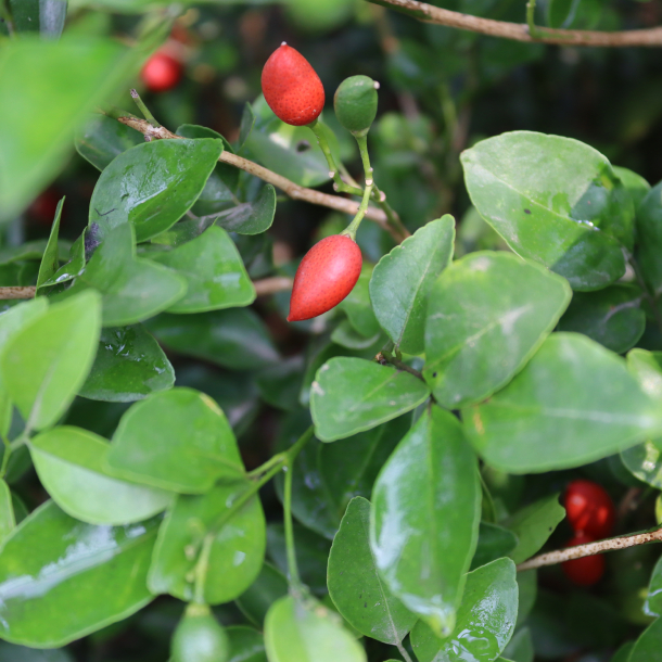 Hoa Nguyệt Qưới 4