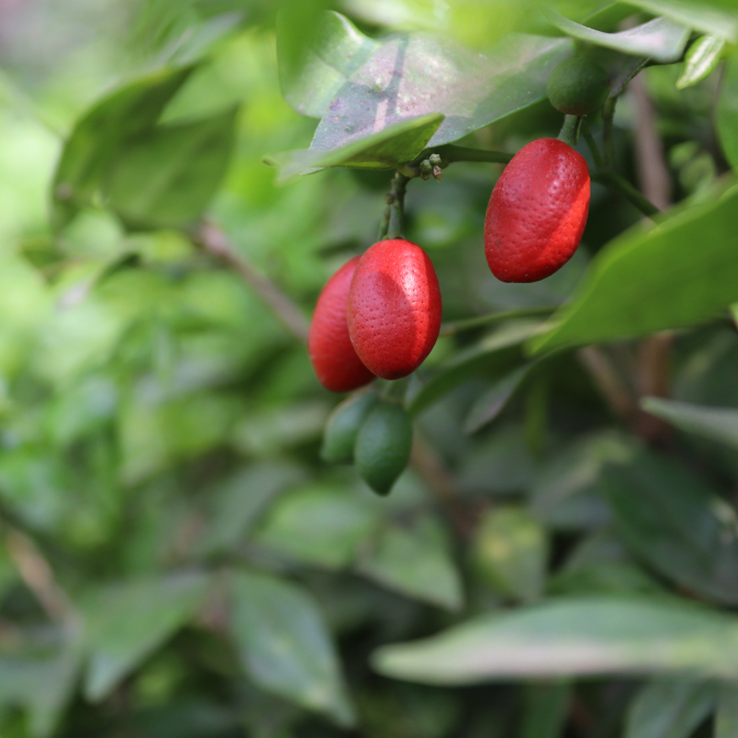 Hoa Nguyệt Qưới 3