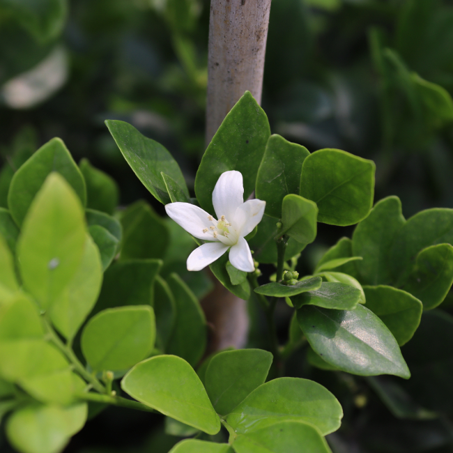 Hoa Nguyệt Qưới 1