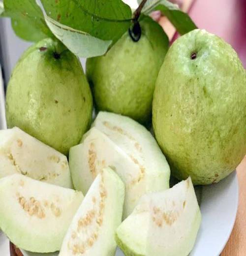 Trái ổi có nhiều tác dụng tốt cho sức khỏe