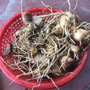 Củ mía dò (thân rễ mía dò) tươi chữa phù thũng