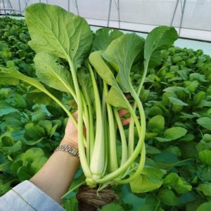 hạt giống cải ngọt thái