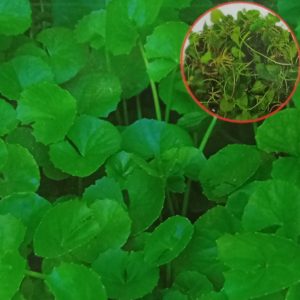 Hạt giống rau má (1 gói/0,5 gram hạt)