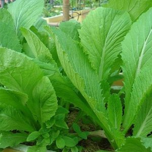 20gram hạt giống cải bẹ xanh mỡ