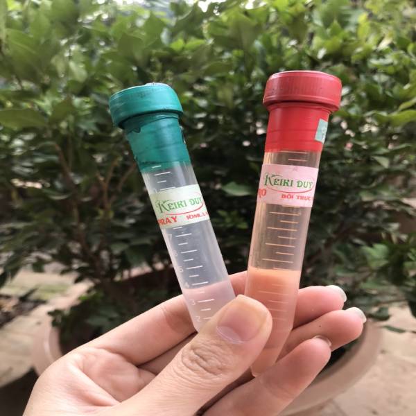 Keiki duy xanh và đỏ ( 31/12/2020 )