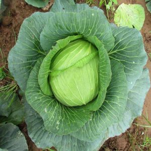 1gram hạt giống bắp cải lai