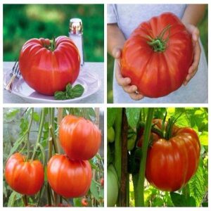 Hạt giống cà chua khổng lồ nhập khẩu