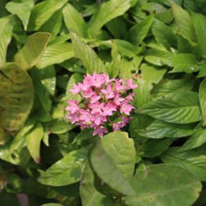 🌿Cây hoa diễm châu