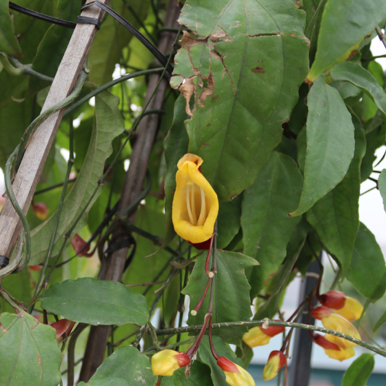 Móng Cọp Vàng 4.1
