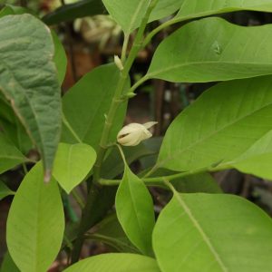 Cây hoa ngọc lan trắng